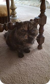 Exotic Cat for Sale in Beverly Hills, California - Delilah Exotic Cat for Sale in Beverly Hills, California - Delilah