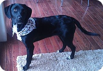 Pointer/Labrador Retriever Mix Puppy for Sale in Emsdale (Huntsville), Ontario - Autumn - Puppy! Pointer/Labrador Retriever Mix Puppy for Sale in Emsdale (Huntsville), Ontario - Autumn - Puppy!