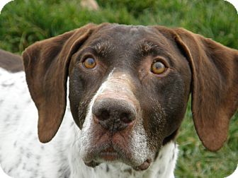 German Shorthaired Pointer Mix Dog for Sale in Meridian, Idaho - Bows German Shorthaired Pointer Mix Dog for Sale in Meridian, Idaho - Bows
