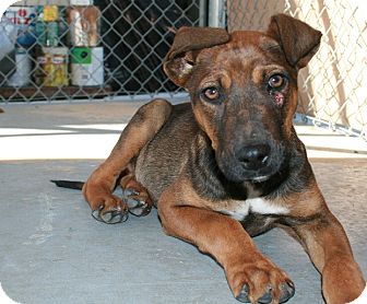 Dutch Shepherd/Hound (Unknown Type) Mix Puppy for Sale in san antonio, Texas - Sargent Dutch Shepherd/Hound (Unknown Type) Mix Puppy for Sale in san antonio, Texas - Sargent