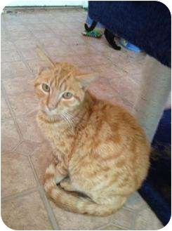 Domestic Mediumhair Cat for Sale in Mobile, Alabama - Jack Domestic Mediumhair Cat for Sale in Mobile, Alabama - Jack
