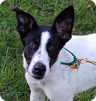 Border Collie Mix Dog for Sale in Walton, Indiana - Whimsy Border Collie Mix Dog for Sale in Walton, Indiana - Whimsy