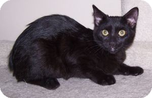 Domestic Shorthair Kitten for Sale in Colorado Springs, Colorado - K-Tucker2-Eva Domestic Shorthair Kitten for Sale in Colorado Springs, Colorado - K-Tucker2-Eva