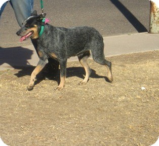 Australian Cattle Dog Mix Dog for Sale in Scottsdale, Arizona - Cricket - Adoption Pending Australian Cattle Dog Mix Dog for Sale in Scottsdale, Arizona - Cricket - Adoption Pending