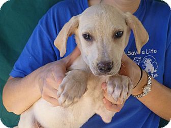 Golden Retriever/Labrador Retriever Mix Puppy for Sale in Oviedo, Florida - Tuck Golden Retriever/Labrador Retriever Mix Puppy for Sale in Oviedo, Florida - Tuck