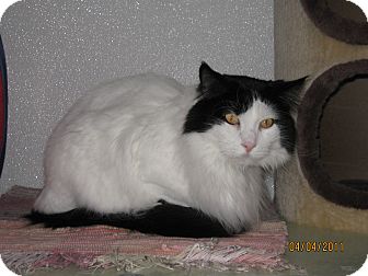 Domestic Longhair Cat for Sale in Colorado Springs, Colorado - Oreo Domestic Longhair Cat for Sale in Colorado Springs, Colorado - Oreo