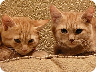 Domestic Mediumhair Kitten for Sale in Mesa, Arizona - Angus Domestic Mediumhair Kitten for Sale in Mesa, Arizona - Angus