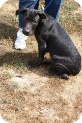 Great Dane/Labrador Retriever Mix Puppy for Sale in Pocahontas, Arkansas - Pablo Great Dane/Labrador Retriever Mix Puppy for Sale in Pocahontas, Arkansas - Pablo