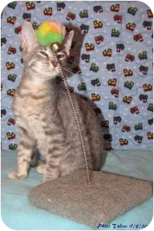 Domestic Shorthair Kitten for Sale in Orlando, Florida - Logan Domestic Shorthair Kitten for Sale in Orlando, Florida - Logan