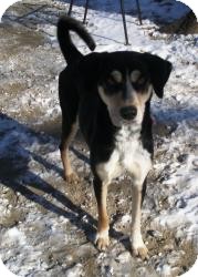Anatolian Shepherd Mix Dog for Sale in New Bedford, Massachusetts - Dixie Bell Anatolian Shepherd Mix Dog for Sale in New Bedford, Massachusetts - Dixie Bell