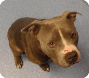 Pit Bull Terrier Mix Dog for Sale in Gainesville, Florida - Porkchop Pit Bull Terrier Mix Dog for Sale in Gainesville, Florida - Porkchop