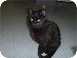 Domestic Shorthair Cat for Sale in Hamburg, New York - Jake Domestic Shorthair Cat for Sale in Hamburg, New York - Jake