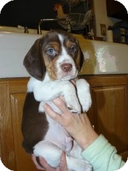 Beagle/Beauceron Mix Puppy for Sale in Marlton, New Jersey - Baby Charlie Beagle/Beauceron Mix Puppy for Sale in Marlton, New Jersey - Baby Charlie