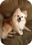 Pomeranian/Pekingese Mix Dog for Sale in Russellville, Kentucky - Ziggy Pomeranian/Pekingese Mix Dog for Sale in Russellville, Kentucky - Ziggy