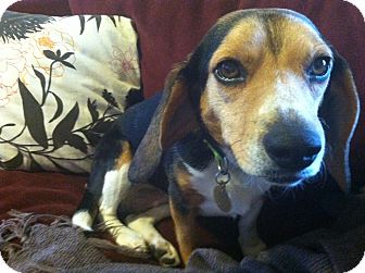 Beagle Mix Dog for Sale in Richmond, Virginia - Annie Beagle Mix Dog for Sale in Richmond, Virginia - Annie