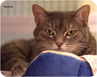 Domestic Shorthair Cat for Sale in Gaithersburg, Maryland - Suzie Q Domestic Shorthair Cat for Sale in Gaithersburg, Maryland - Suzie Q