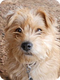 Terrier (Unknown Type, Small) Mix Dog for Sale in dewey, Arizona - Spirit Terrier (Unknown Type, Small) Mix Dog for Sale in dewey, Arizona - Spirit