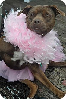 American Bulldog/American Staffordshire Terrier Mix Dog for Sale in Glastonbury, Connecticut - Maple - trained!- meet me! American Bulldog/American Staffordshire Terrier Mix Dog for Sale in Glastonbury, Connecticut - Maple - trained!- meet me!