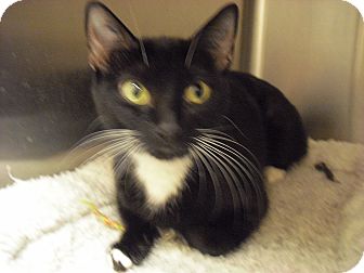 Domestic Shorthair Cat for Sale in Wickenburg, Arizona - Jasmine Domestic Shorthair Cat for Sale in Wickenburg, Arizona - Jasmine