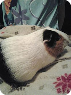 Guinea Pig for Sale in johnson creek, Wisconsin - mindy Guinea Pig for Sale in johnson creek, Wisconsin - mindy