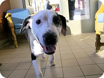 American Pit Bull Terrier Mix Dog for Sale in Jackson, Michigan - Leo American Pit Bull Terrier Mix Dog for Sale in Jackson, Michigan - Leo