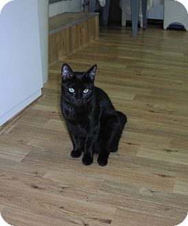 Domestic Shorthair Cat for Sale in Speonk, New York - Delilah Domestic Shorthair Cat for Sale in Speonk, New York - Delilah