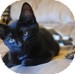 Domestic Shorthair Kitten for Sale in Vancouver, British Columbia - Jason Domestic Shorthair Kitten for Sale in Vancouver, British Columbia - Jason