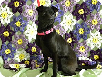 Miniature Pinscher/Pug Mix Dog for Sale in Princeton, Kentucky - Grace Miniature Pinscher/Pug Mix Dog for Sale in Princeton, Kentucky - Grace