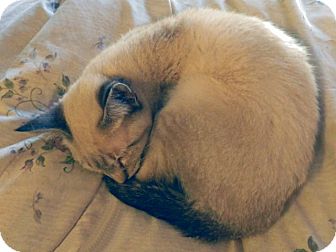Siamese Kitten for Sale in The Colony, Texas - Whoopie Cat Siamese Kitten for Sale in The Colony, Texas - Whoopie Cat