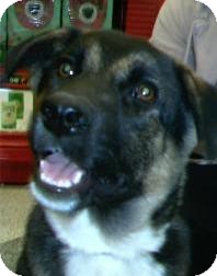 German Shepherd Dog/Shepherd (Unknown Type) Mix Dog for Sale in Chandler, Arizona - Aphelia German Shepherd Dog/Shepherd (Unknown Type) Mix Dog for Sale in Chandler, Arizona - Aphelia