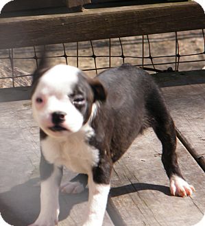 Boston Terrier/Terrier (Unknown Type, Small) Mix Puppy for Sale in shelton, Connecticut - Boing Boston Terrier/Terrier (Unknown Type, Small) Mix Puppy for Sale in shelton, Connecticut - Boing