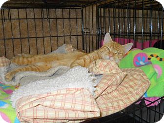 Domestic Shorthair Cat for Sale in Medford, Wisconsin - REBA Domestic Shorthair Cat for Sale in Medford, Wisconsin - REBA