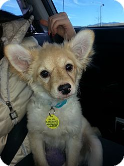 Chihuahua/Pomeranian Mix Puppy for Sale in Westminster, Colorado - Yankee Chihuahua/Pomeranian Mix Puppy for Sale in Westminster, Colorado - Yankee