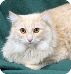 Domestic Longhair Cat for Sale in Sacramento, California - Liam Domestic Longhair Cat for Sale in Sacramento, California - Liam