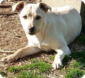 Labrador Retriever/Shepherd (Unknown Type) Mix Puppy for Sale in Glastonbury, Connecticut - Heather~meet me~ Labrador Retriever/Shepherd (Unknown Type) Mix Puppy for Sale in Glastonbury, Connecticut - Heather~meet me~