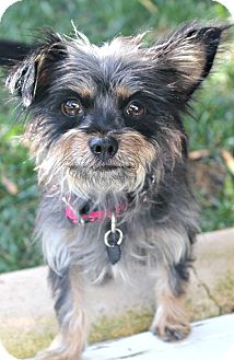Yorkie, Yorkshire Terrier/Terrier (Unknown Type, Small) Mix Dog for Sale in Bellflower, California - Hope Yorkie, Yorkshire Terrier/Terrier (Unknown Type, Small) Mix Dog for Sale in Bellflower, California - Hope