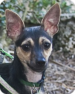 Italian Greyhound/Miniature Pinscher Mix Dog for Sale in North Palm Beach, Florida - Lola Italian Greyhound/Miniature Pinscher Mix Dog for Sale in North Palm Beach, Florida - Lola