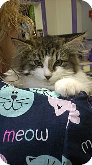 Domestic Longhair Kitten for Sale in Richboro, Pennsylvania - Nicki Minaj Domestic Longhair Kitten for Sale in Richboro, Pennsylvania - Nicki Minaj