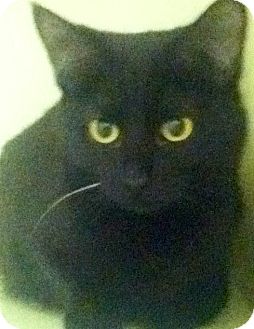 American Shorthair Cat for Sale in Shippenville, Pennsylvania - Inky American Shorthair Cat for Sale in Shippenville, Pennsylvania - Inky