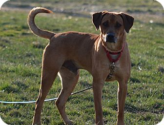 Hound (Unknown Type) Mix Dog for Sale in New cumberland, West Virginia - Tig Hound (Unknown Type) Mix Dog for Sale in New cumberland, West Virginia - Tig