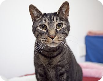 Domestic Shorthair Cat for Sale in Chesapeake, Virginia - Jack Robinson Domestic Shorthair Cat for Sale in Chesapeake, Virginia - Jack Robinson