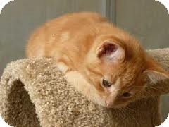American Shorthair Kitten for Sale in Hazard, Kentucky - Butter American Shorthair Kitten for Sale in Hazard, Kentucky - Butter