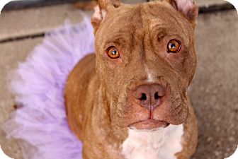 Terrier (Unknown Type, Medium)/American Staffordshire Terrier Mix Dog for Sale in Troy, Michigan - Catalina Terrier (Unknown Type, Medium)/American Staffordshire Terrier Mix Dog for Sale in Troy, Michigan - Catalina