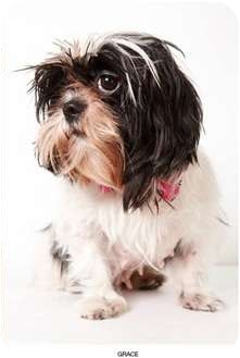 Shih Tzu Dog for Sale in New York, New York - Grace Shih Tzu Dog for Sale in New York, New York - Grace