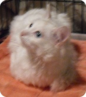 Turkish Angora Cat for Sale in North Highlands, California - Woody Turkish Angora Cat for Sale in North Highlands, California - Woody