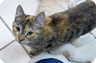 Calico Cat for Sale in Grand Rapids, Michigan - Belen Calico Cat for Sale in Grand Rapids, Michigan - Belen