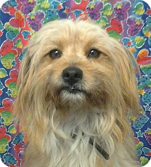 Terrier (Unknown Type, Small) Mix Dog for Sale in London, Kentucky - Flaps Terrier (Unknown Type, Small) Mix Dog for Sale in London, Kentucky - Flaps