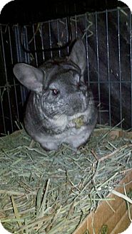Chinchilla for Sale in Selden, New York - Basil Chinchilla for Sale in Selden, New York - Basil