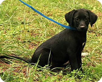 Labrador Retriever Mix Puppy for Sale in Windham, New Hampshire - Sara Lee ($50.00 OFF) Labrador Retriever Mix Puppy for Sale in Windham, New Hampshire - Sara Lee ($50.00 OFF)