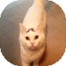 Domestic Shorthair Cat for Sale in Vancouver, British Columbia - Mia Domestic Shorthair Cat for Sale in Vancouver, British Columbia - Mia